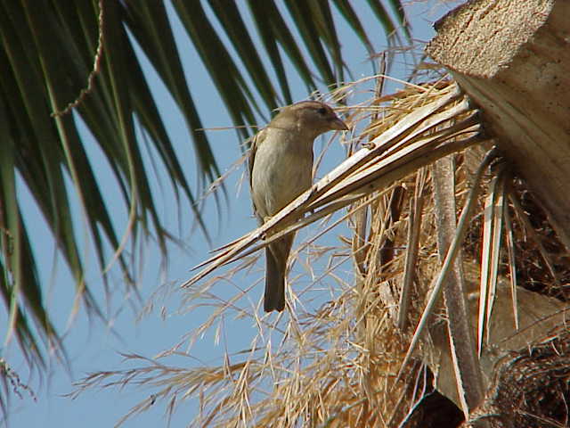	Finch in palm tree	